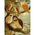 thumbnail image 3 of Emil August Göldi 14x18 Black Modern Framed Museum Art Print Titled - Owls (1900-1906), 3 of 5