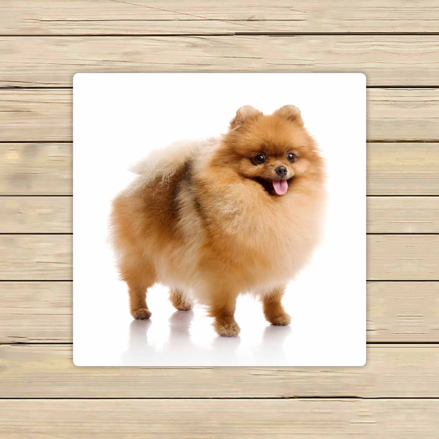 Do Pomeranians Like Baths