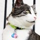 thumbnail image 4 of 20 pcs Cat Collar Bells Collar colgante Bells Collar de mascotas Accesorios, 4 of 4