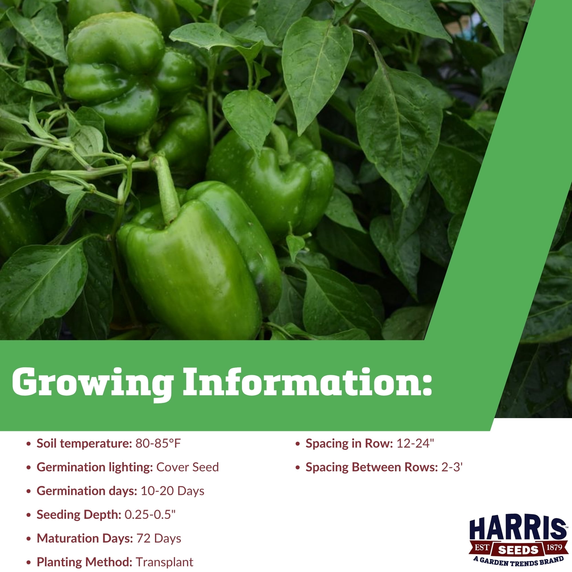 Harris Seeds Revolution F1 Pepper, Early Maturing Blocky Red Bell Peppers, Treated Pelleted, 1,000 Count