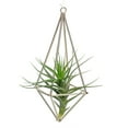 thumbnail image 2 of Quadrilateral Hanging Tillandsia Rack for Stylish Room Decor Golden Air Plant Holder, 2 of 7