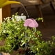 thumbnail image 4 of Bebedero automático para plantas en forma de arco iris para maceta, jardín, interior y exterior Rosa, 4 of 6