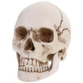 thumbnail image 1 of Miangastore Modèle de Crâne Humain en Résine Anatomique Médical Statue de Décoration d'Halloween, 1 of 8