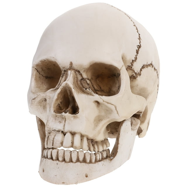 LifeSize 1: 1 Humano Skull Modelo Replica Resina Medicina Medicina Anatómica Trazado Médico Enseñanza Esqueleto Estatua de decoración de Halloween
