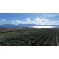 thumbnail image 2 of Hermes Dimarakis Estate Manaki & Koroneiki Extra Virgin Olive Oil, 500 ml, 2 of 5
