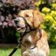 thumbnail image 4 of Collar De Cabeza De Perro Halter Para Perros Con Bozal, 4 of 8