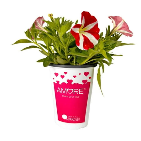 Amore 2.5QT Red White Petunia Live Plant Sun