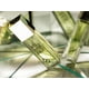thumbnail image 5 of Perfume ALYSSA ASHLEY Ashley Ashley Alyssa Musk Eau De Toilette 100 ml, 5 of 8