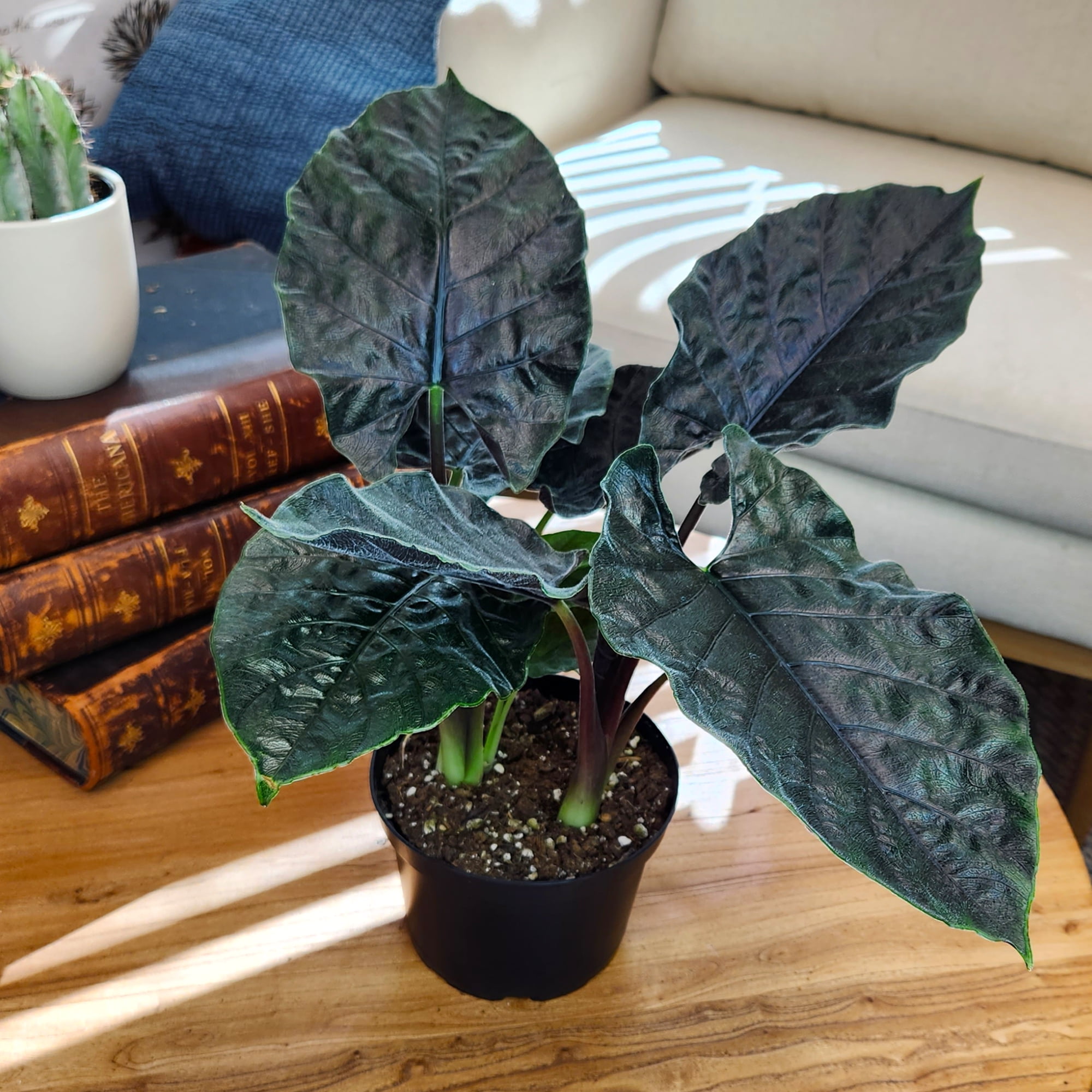Antoro Velvet Alocasia, Uncommon Houseplant | 6in. Grow Pot; Indirect Sun | Element by Altman Plants
