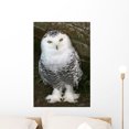 thumbnail image 1 of Snowy Owl Wall Mural by Wallmonkeys Peel and Stick Graphic (24 in H x 16 in W) WM331493, 1 of 4