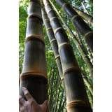Cultiva Tu Propio Paraíso Exótico: 10 Semillas De Bambú Áspero (Dendrocalamus Asper)