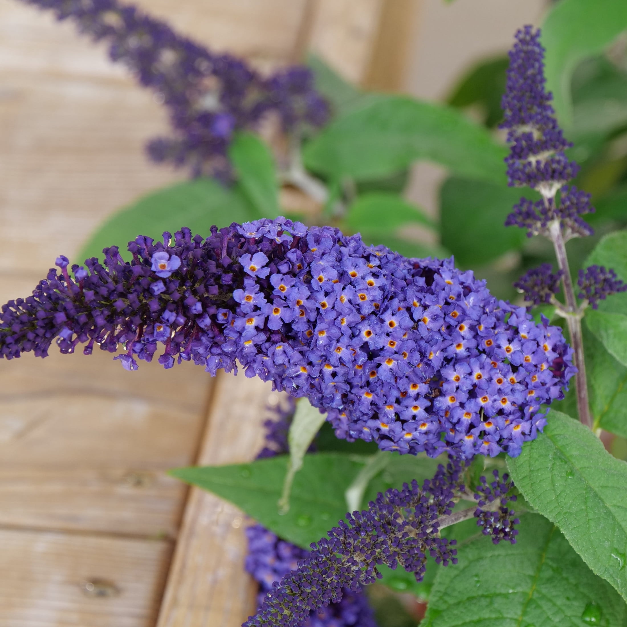 Proven Winners ColorChoice 6" Pugster Blue Butterfly Bush Live Plant in 7.5" Pot