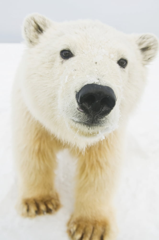 Polar bear (Ursus maritimus) curious young bear along Bernard Spit a barrier island during fall freeze up 1002 area of the Arctic National Wildlife Refuge North Slope Alaska Canvas Art - Steven Kazlow