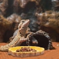 thumbnail image 4 of FUTUREORYY 2Ud Plato Para Alimentación De Reptiles Con Patrón Natural De Árbol En Amarillo, 4 of 6