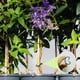 thumbnail image 3 of Gardening Clip Ring Buckle Plant Binding Strap Fixing Clip Plastic Small Clip, 3 of 6