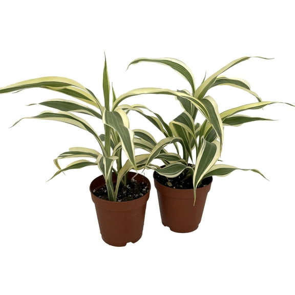 White Edged Lucky Bamboo Plant - Dracaena sanderiana - 2 Pack 2" Pots