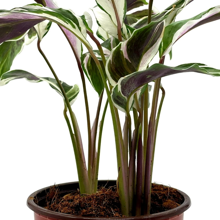 BubbleBlooms Easy Grow Calathea Stella Variegated Prayer Plant