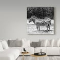 thumbnail image 3 of Trademark Fine Art 'Gray Zebra' Canvas Art by Incredi, 3 of 3