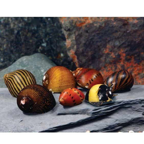 Caracoles de acuario vivos, criaturas nadadoras, varios tipos de Nerite x5