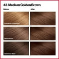 thumbnail image 6 of Revlon Root Erase by ColorSilk Ammonia-Free Permanent Color, Medium Golden Brown #43, 6 of 6