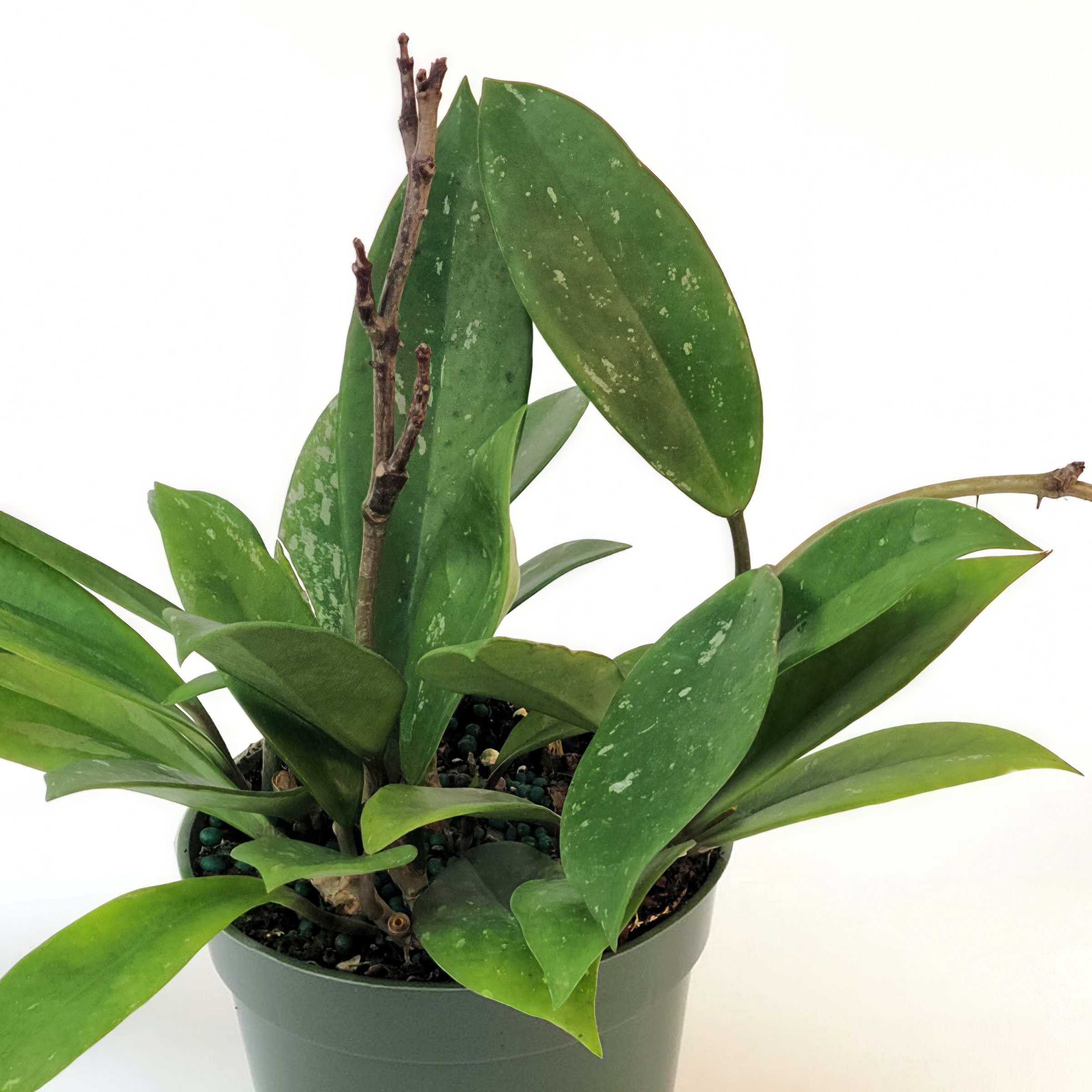 4 in. Hoya Pubicalyx Green Plant in Grower Container (3-Pack)