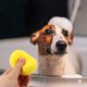 thumbnail image 2 of GOOHOCHY 5 esponjas exfoliantes para baño y ducha de mascotas., 2 of 8