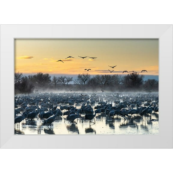 Jaynes Gallery 14x11 White Modern Wood Framed Museum Art Print Titled - USA-New Mexico-Bernardo Wildlife Management Area-Sandhill cranes in water on foggy sunrise