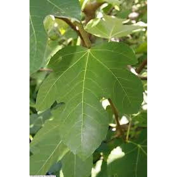 Daylily Nursery Brown Turkey Mission Fig Live Plant with 4in Pot