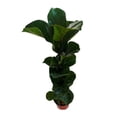 thumbnail image 2 of Planta pandurata, 2 of 3