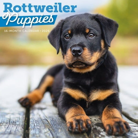 Carousel Calendars, Just Rottweiler Puppies 2026 Wall Calendar