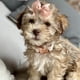 thumbnail image 3 of Collar para perro Aring Pet M de terciopelo rojo con flor desmontable, 3 of 6