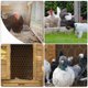 thumbnail image 3 of BRIGHTFUFU 2 piezas de alambre de pollo de metal red de alambre de aves de corral malla de metal hexagonal para jardín, 3 of 7