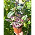 thumbnail image 1 of Tradescantia Nanouk (4, 1 of 1
