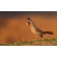 thumbnail image 2 of Archer, Ken 18x13 White Modern Wood Framed Museum Art Print Titled - Male pyrrhuloxia, 2 of 4