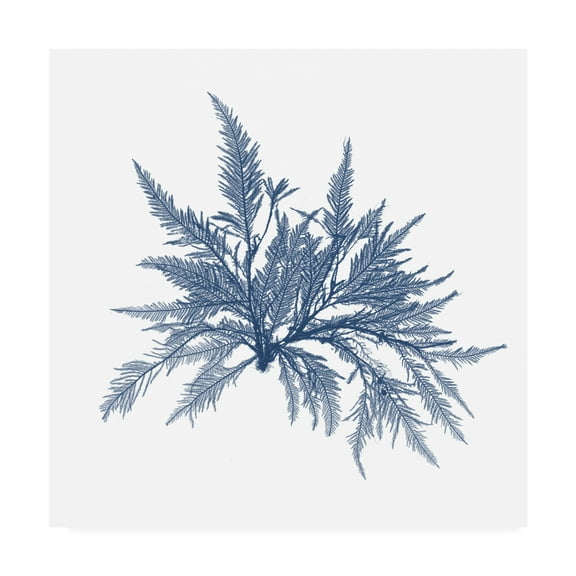 Trademark Fine Art 'Navy Seaweed V' Canvas Art by Vision Studio