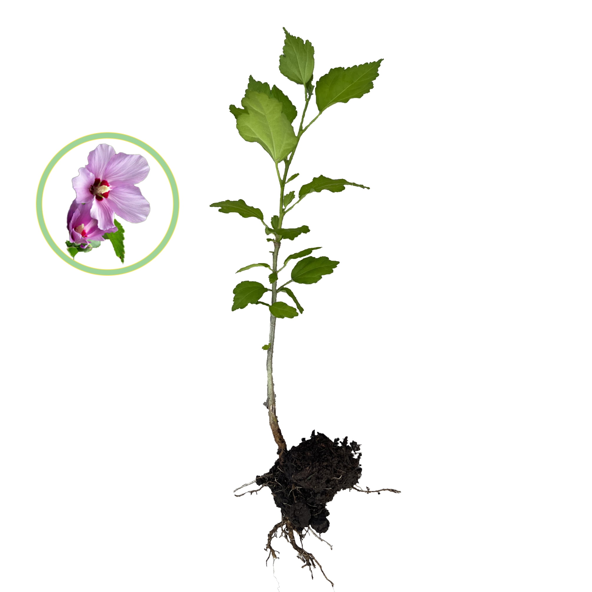 Rose Of Sharon Hibiscus Organic Live Plant w/ Roots Transplant Starter