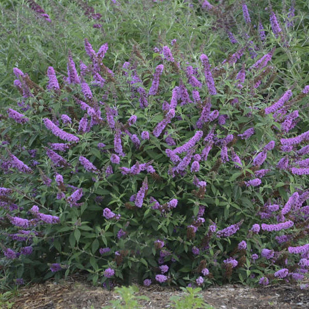 Humdinger Lavender Cupcake Butterfly Bush Buddleia Compact Gallon