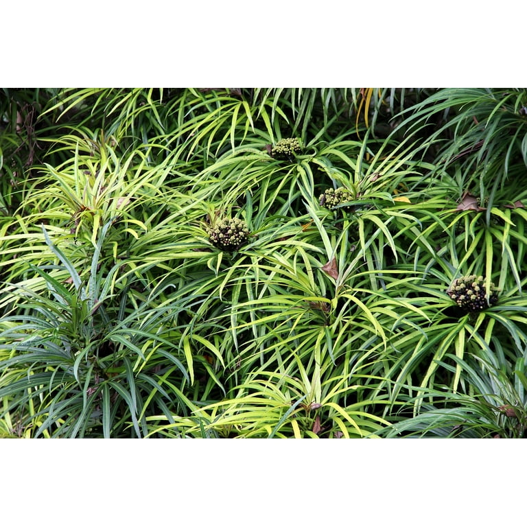 syngonium albo variegata preis Syngonium Albo bunt – Monjungle main image 1