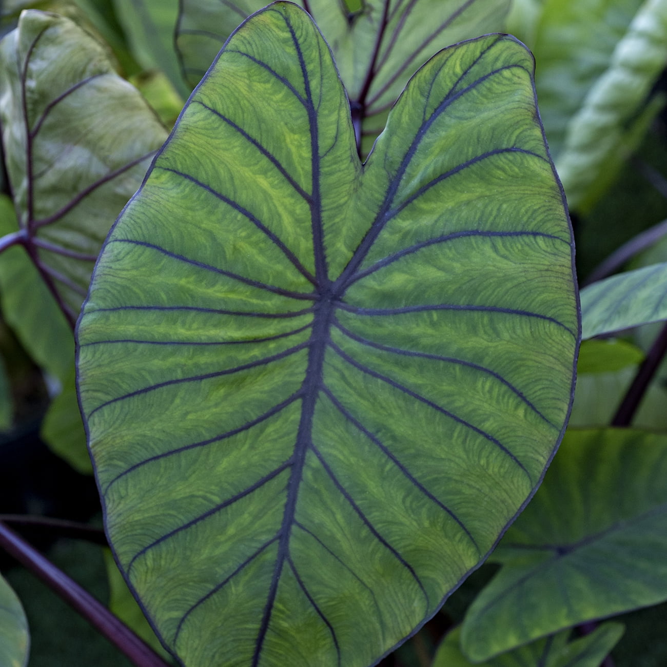 Van Zyverden Elephant Ears Royal Hawaiian® Blue Hawaii, 1 Bulb, Green, Partial Sun, Perennial, Deer Resistant, 1lb
