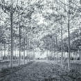 thumbnail image 3 of Frank, Assaf 20x20 Black Modern Framed Museum Art Print Titled - Pathway through trees in forest, 3 of 5
