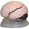 Walter Products Life Size Brain Models, 8 Parts