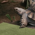 thumbnail image 4 of BESTYASH Reptile Mat Alfombra Reutilizable Para Terrarios Con Acabado Y Transpirable, 4 of 6