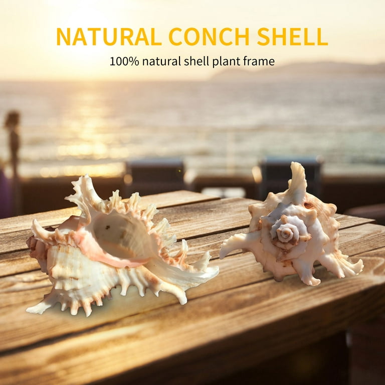 Murex Shell, Sea Shells for Decorating, Large Seashells, Real Large Shells  for Beachy Room Decor, Unique Air Plant Holders, Aquarium Decor, Nautical