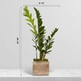 thumbnail image 4 of Live ZZ Plant, Zamioculcas Zamiifolia, Birthday Gift Plant, Mother's Day Gift, Housewarming Gift, Plant Lover Gift, Indoor Potted Plant, Live Houseplant in 6" Wooden Gift Pot, 4 of 5