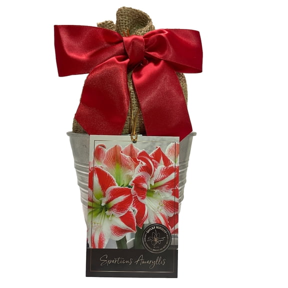Amaryllis Holiday Gift Growing Kit, Includes an Rustic Tin Pot, Big Sparticus Bulb, and Professional Growing Medium!!