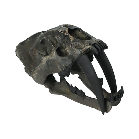 Zeckos 14 inch Hand Painted Realistic Prehistoric Brown Saber Toothed Cat Skull Fossil Statue Figure