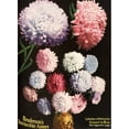 thumbnail image 2 of Historic illustration of Hendersons Aster flowers from seed catalog from the 20th century. Poster Print, 2 of 2