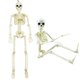 thumbnail image 2 of Adorno de calavera movible para fiesta de Halloween, esqueleto humano de simulación de 16 pulgadas, accesorios de decoración de Festival de fantasmas, 2 of 4