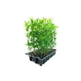 thumbnail image 2 of Southern Live Oak Tree  Quercus Virginiana  20 Live Plants  Durable Picturesque Shade Tree  Dark Green Foliage, 2 of 9