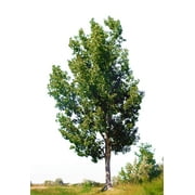 Hybrid Poplar Tree Starts - 3 pack